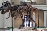 1990: The Largest Tyrannosaurus Rex Fossil in History