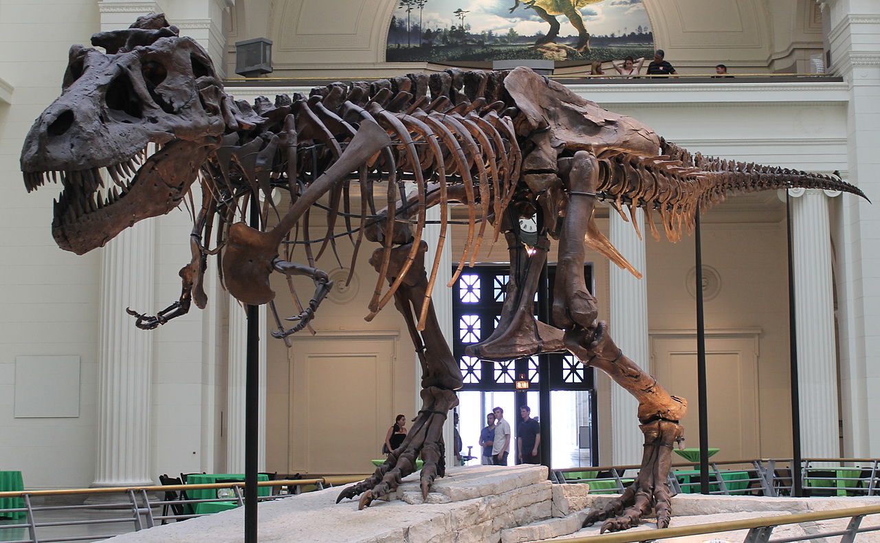 1990: The Largest Tyrannosaurus Rex Fossil in History