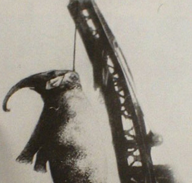 1916: The Elephant Mary Cruelly Hanged in Front of “Audience”