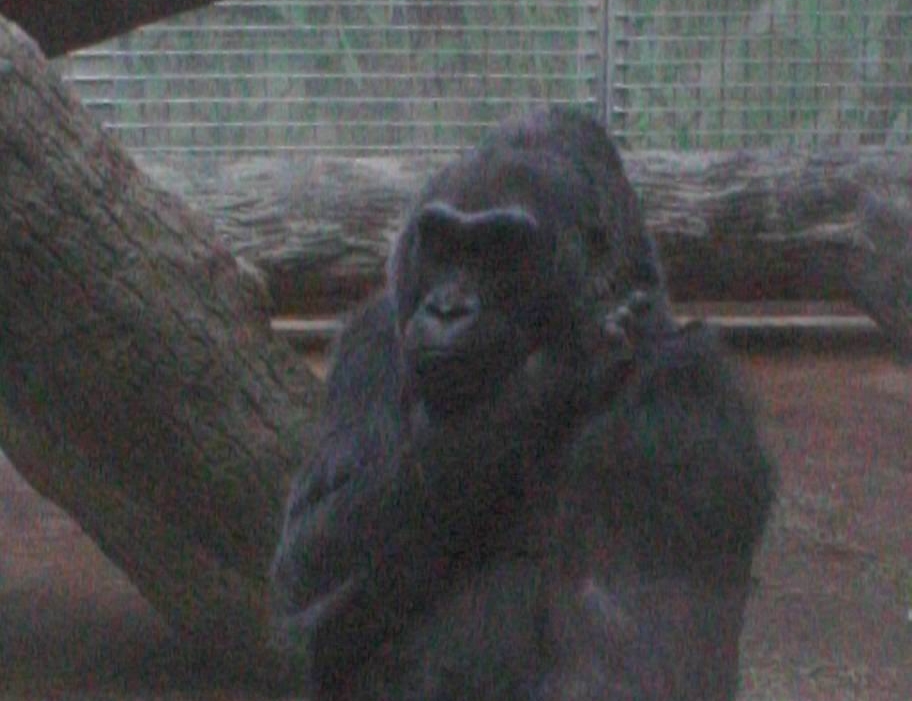 1956: First Gorilla Born in Captivity