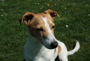 1795: After whom are Jack Russell Terriers Named?