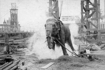 1903: Did Edison have Topsy the Elephant Killed by Electrocution?