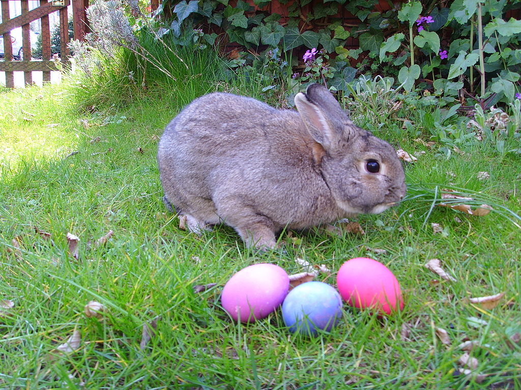 Do you know why rabbits are associated with Easter?