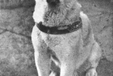 1935: Faithful Dog Hachikō Waited Nine Years at the Railway Station for his Master