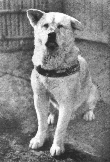 1935: Faithful Dog Hachikō Waited Nine Years at the Railway Station for his Master