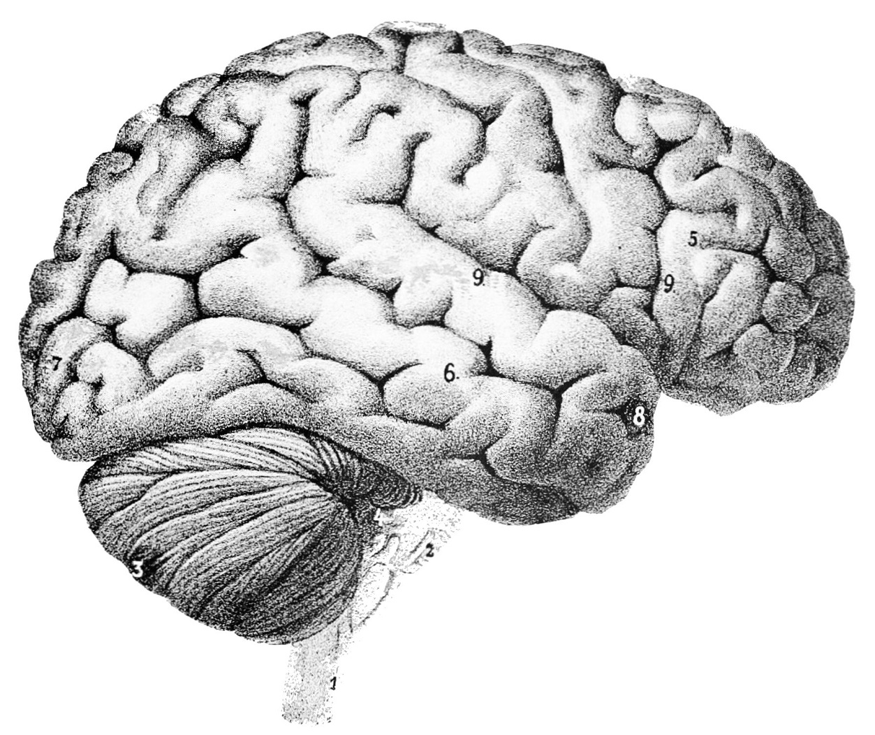 Did you know Aristotle believed the human brain is the body’s radiator?
