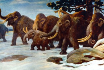Did you know woolly mammoths survived until around 2000 BC?