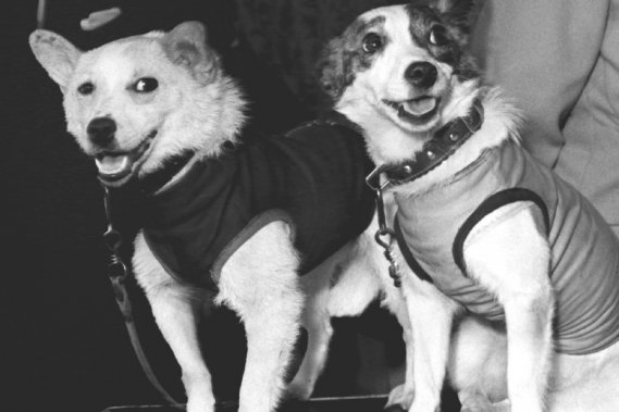 Soviets launch two dogs and 40 mice into space (1960)